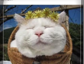 娱乐吃瓜君面包猫,面包猫带你领略幕后风云