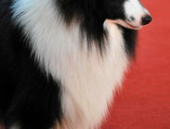 边境牧羊犬的图片,智慧与忠诚的完美结合，高清图片赏析”