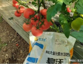西红柿种植,从选种到管理，一步到位